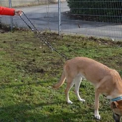 Julius K9 Correa Ajustable Julius-K9 IDC® Cordino Para Perros 15 Julius K9 Correa Ajustable Julius-K9 IDC® Cordino Para Perros -Trixie Ventas 89698 juliusk9 idcadjustableropeleash hs 13 2