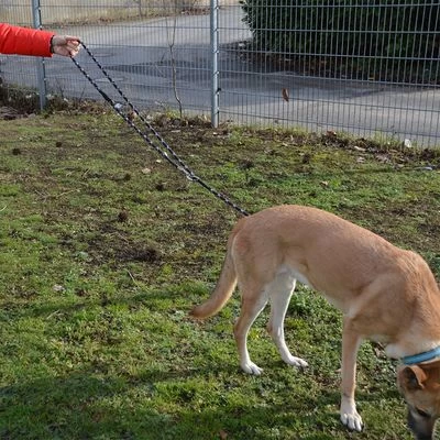 Julius K9 Correa Ajustable Julius-K9 IDC® Cordino Para Perros 7 Julius K9 Correa Ajustable Julius-K9 IDC® Cordino Para Perros - Imagen 7