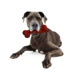 Hueso Nylabone Dura Chew Monster Aroma A Bisonte 9 Hueso Nylabone Dura Chew Monster Aroma A Bisonte -Trixie Ventas 94898 nylabone durra chew monster hs 05 1