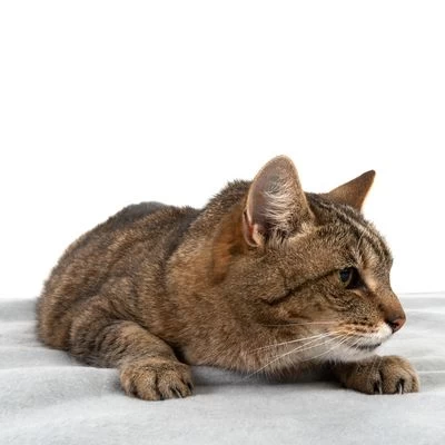 Manta Heim Lavable A Altas Temperaturas Para Mascotas 4 Manta Heim Lavable A Altas Temperaturas Para Mascotas - Imagen 4