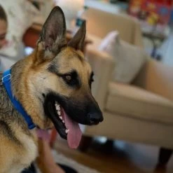 Puerta Extreme Weather Para Mascotas De Petsafe 16 Puerta Extreme Weather Para Mascotas De Petsafe -Trixie Ventas petsafe hundeklappe extremeweather hs 03 1