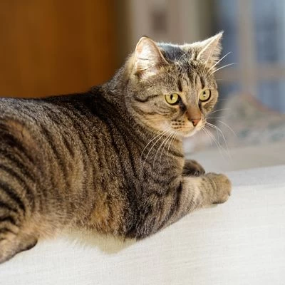 Puerta Extreme Weather Para Mascotas De Petsafe 8 Puerta Extreme Weather Para Mascotas De Petsafe - Imagen 8