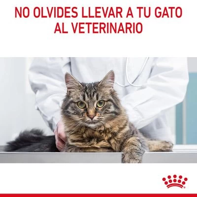Royal Canin Hairball Care En Salsa 10 Royal Canin Hairball Care En Salsa - Imagen 10