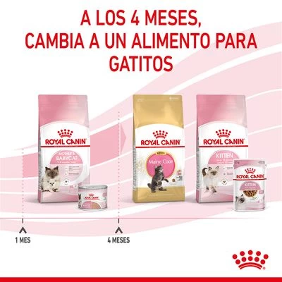 Royal Canin Mother & Babycat Ultra Soft Mousse 10 Royal Canin Mother & Babycat Ultra Soft Mousse - Imagen 10