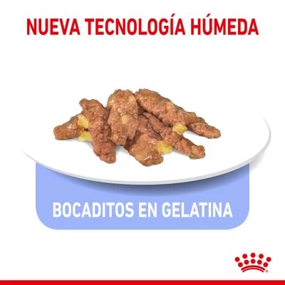 Royal Canin Indoor Sterilised En Gelatina 3 Royal Canin Indoor Sterilised En Gelatina - Imagen 3