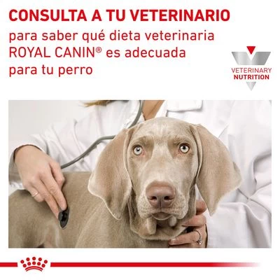 Royal Canin Veterinary Canine Renal Pienso Para Perros 8 Royal Canin Veterinary Canine Renal Pienso Para Perros - Imagen 8