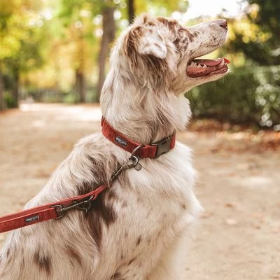 Correa Nomad Tales Blush Vino Para Perros 3 Correa Nomad Tales Blush Vino Para Perros - Imagen 3