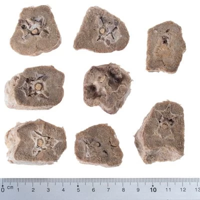 Pack Ahorro 4 X Wolf Of Wilderness RAW Snacks Liofilizados Premium 11 Pack Ahorro 4 X Wolf Of Wilderness RAW Snacks Liofilizados Premium - Imagen 11